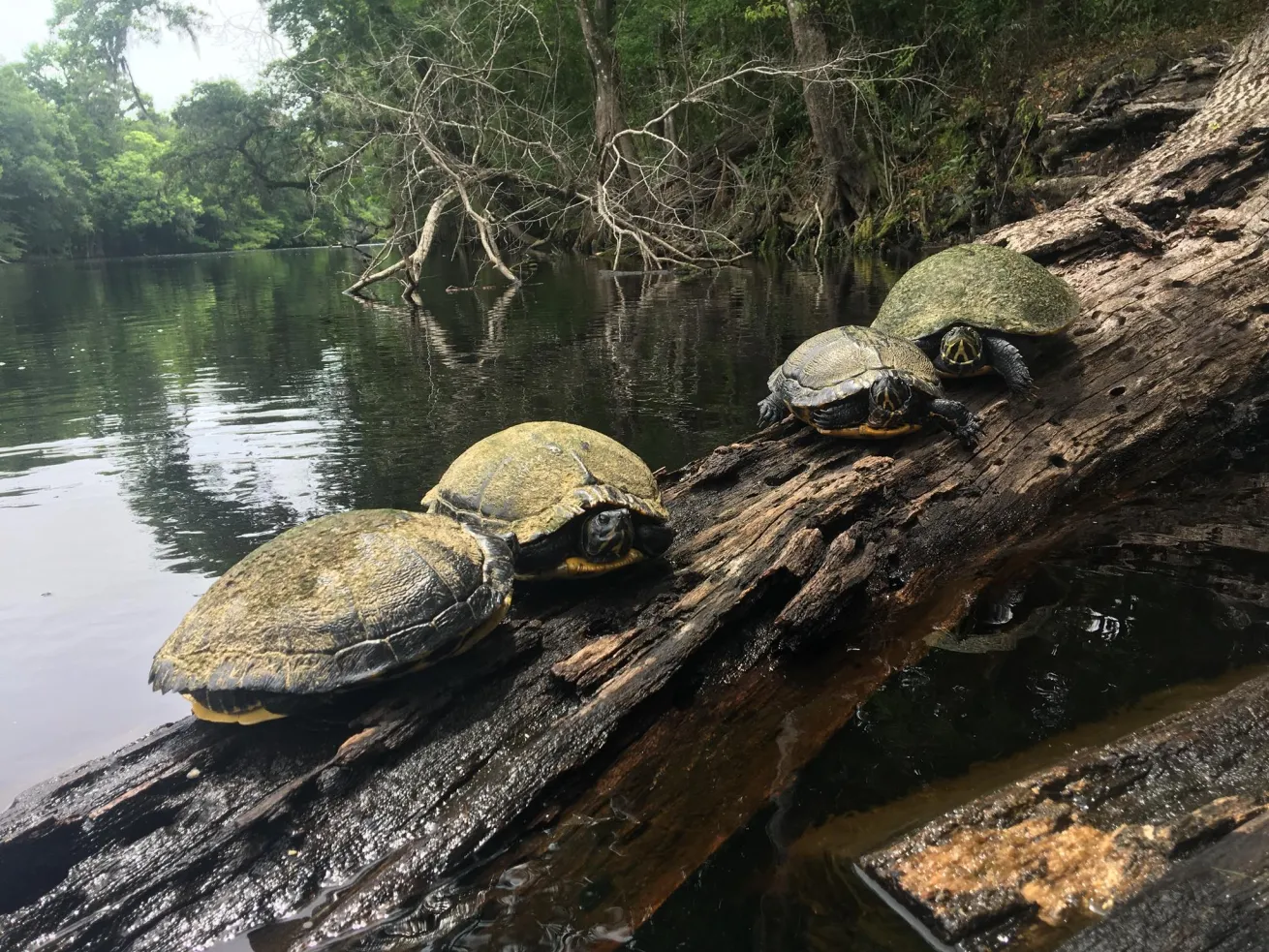 freshwater turtles sunbathing on a log in ginnie springs florida 