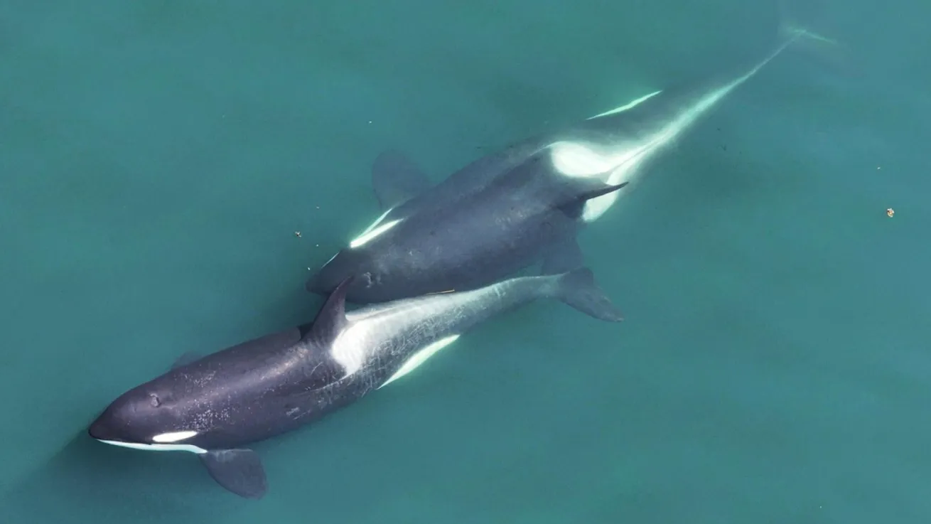 Two whales allokelping, with a small length of kelp stem visible between them.

