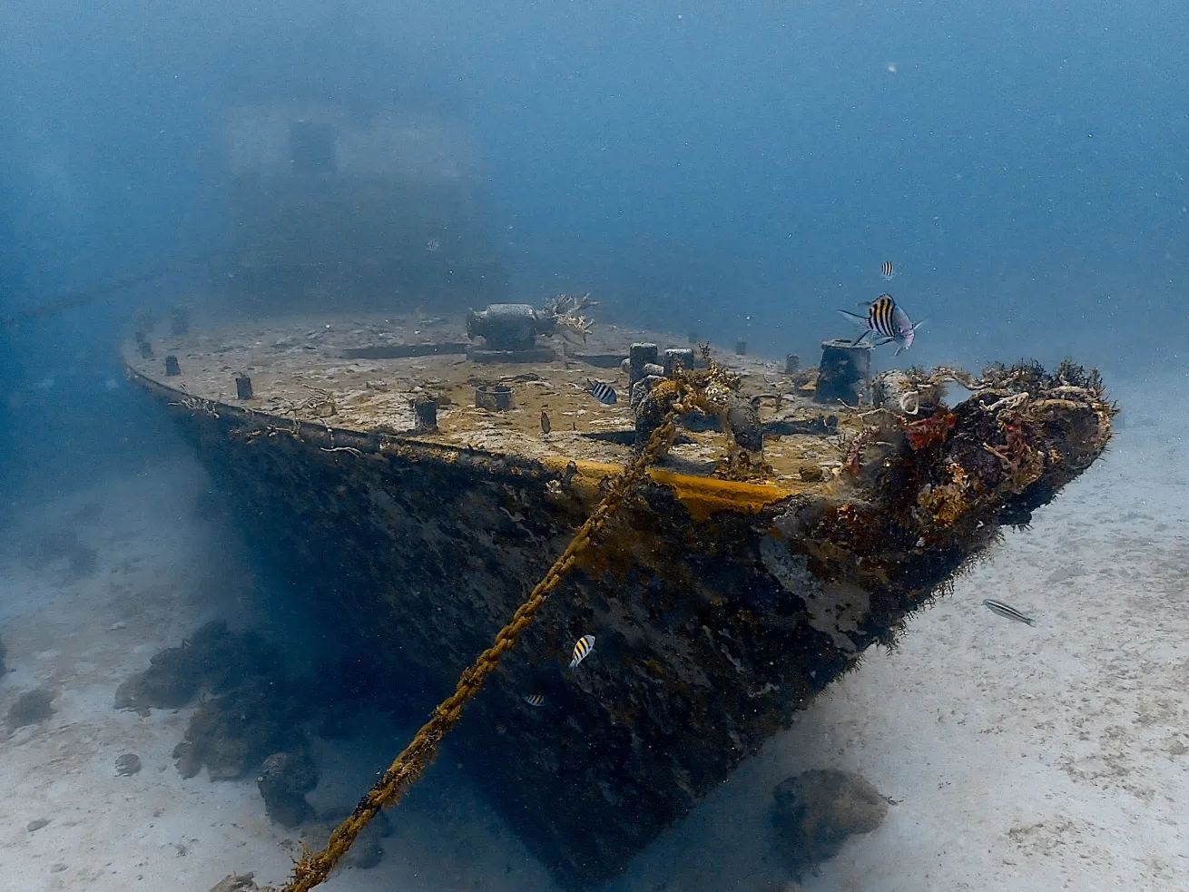the bow of a ship resting upright on the seafloor with moderate amounts of sealife growing on the surface