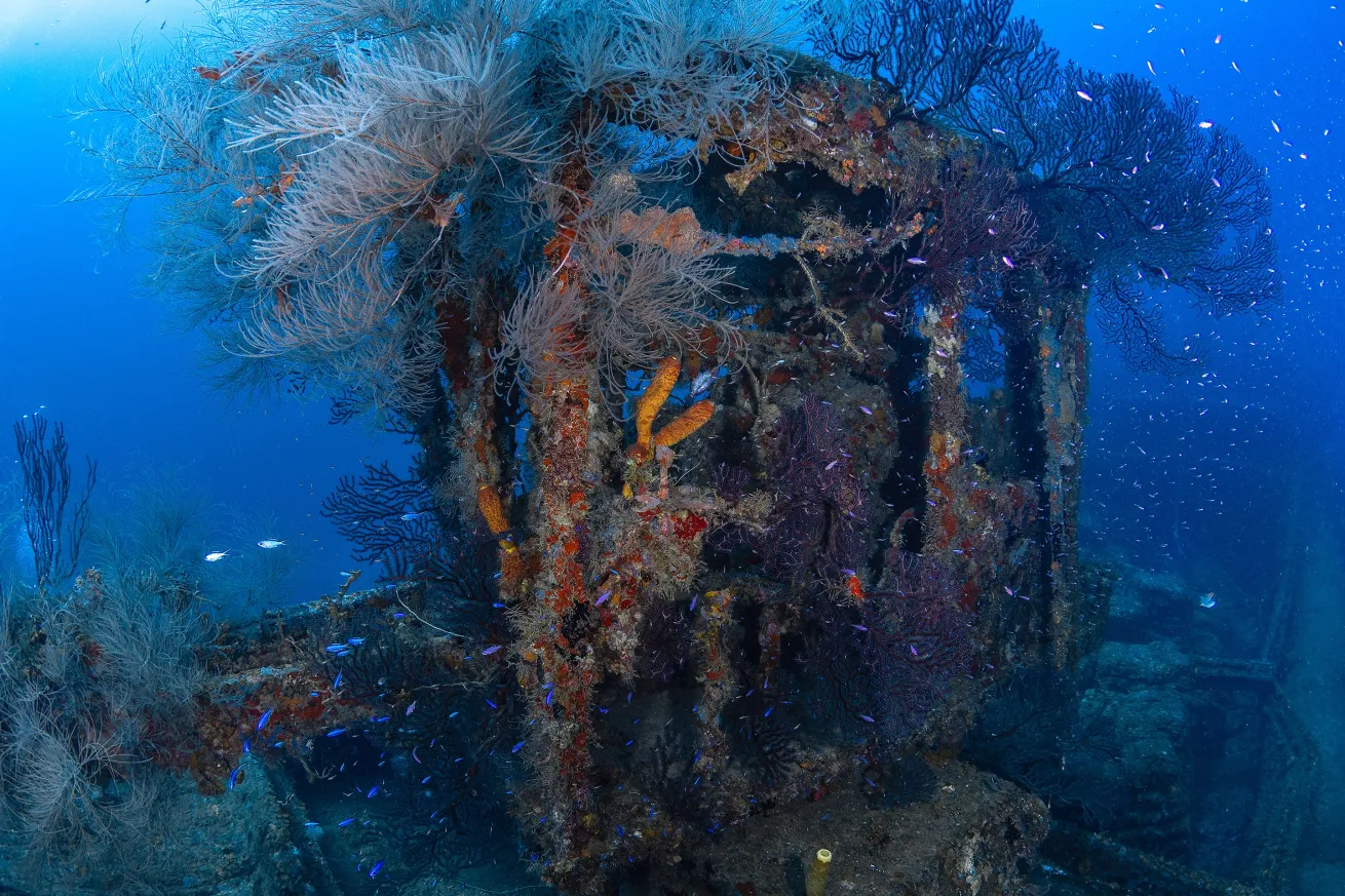 The welded crane segment of MV Shake’m with vibrant growth of white hydroids, gorgonian corals and sponges.