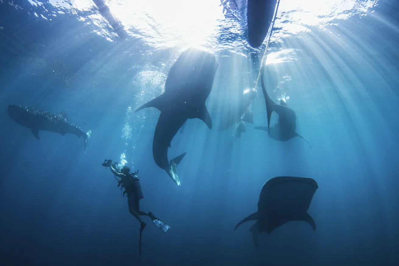 a scuba diver swimming with whale sharks