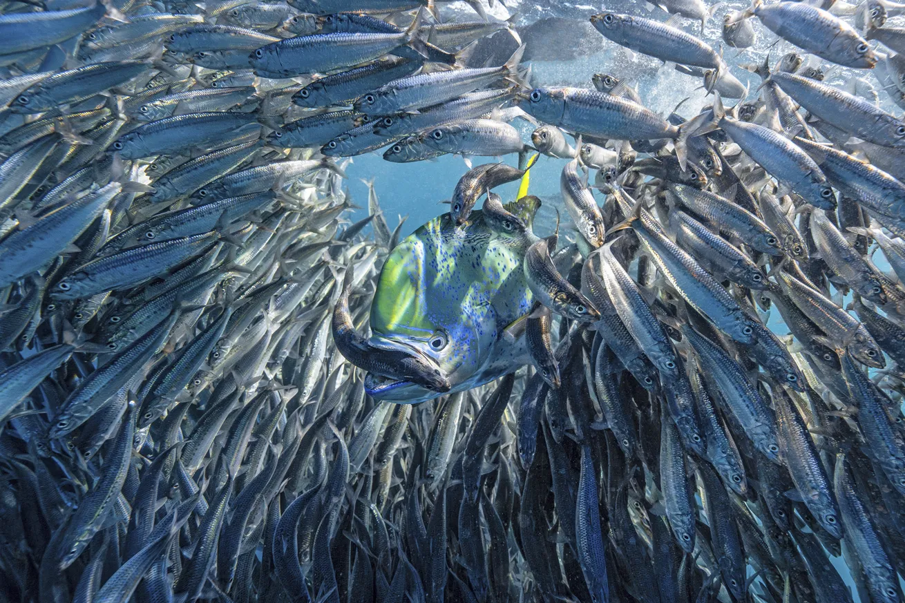 Location: Magdalena Bay, Mexico