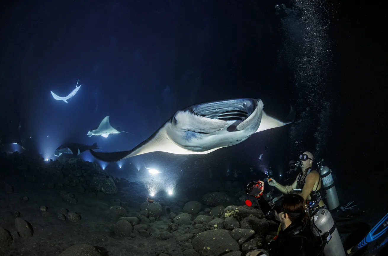 A group of divers witnesses the nighttime spectacle of manta rays swooping in to feed on plankton drawn to bright lights placed on the seafloor just off the coast of Kona.