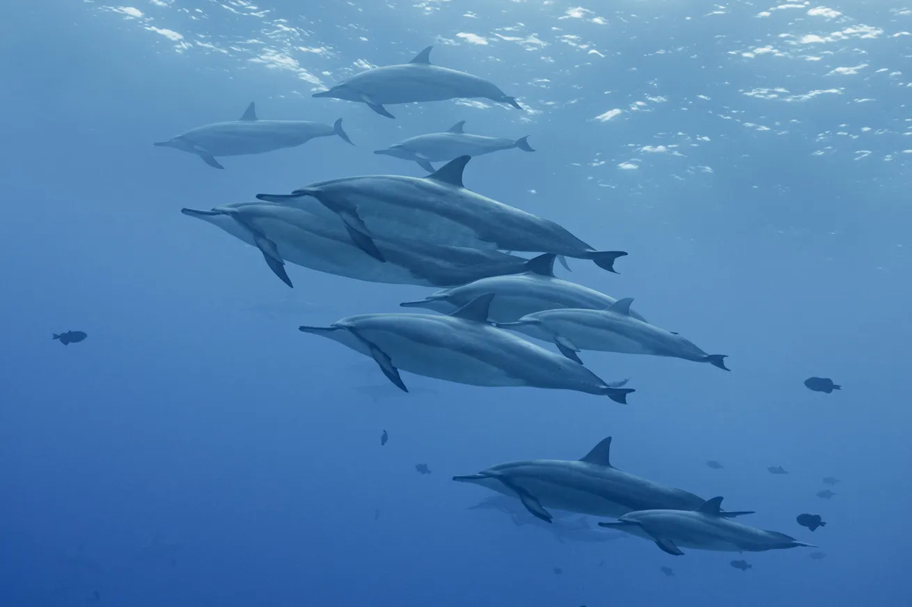 A pod of spinner dolphins cruises in the blue.