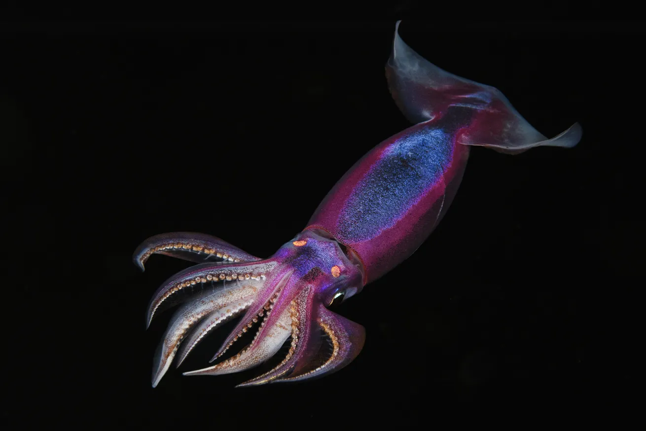 A purpleback flying squid.
