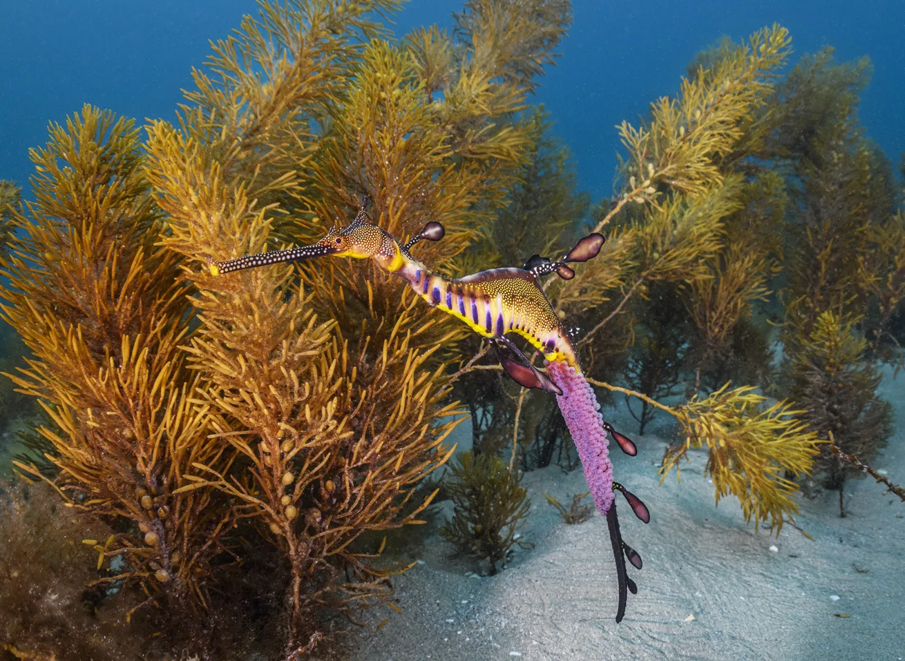 A male leafy seadragon carries a clutch of purplish eggs on the underside of its tail.