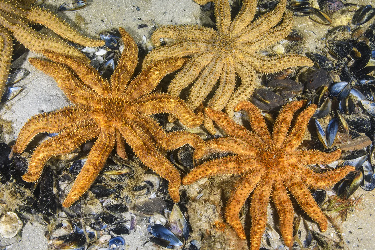 The eleven-armed sea star is endemic to Australia and can often be found under a jetty feeding on mussels.