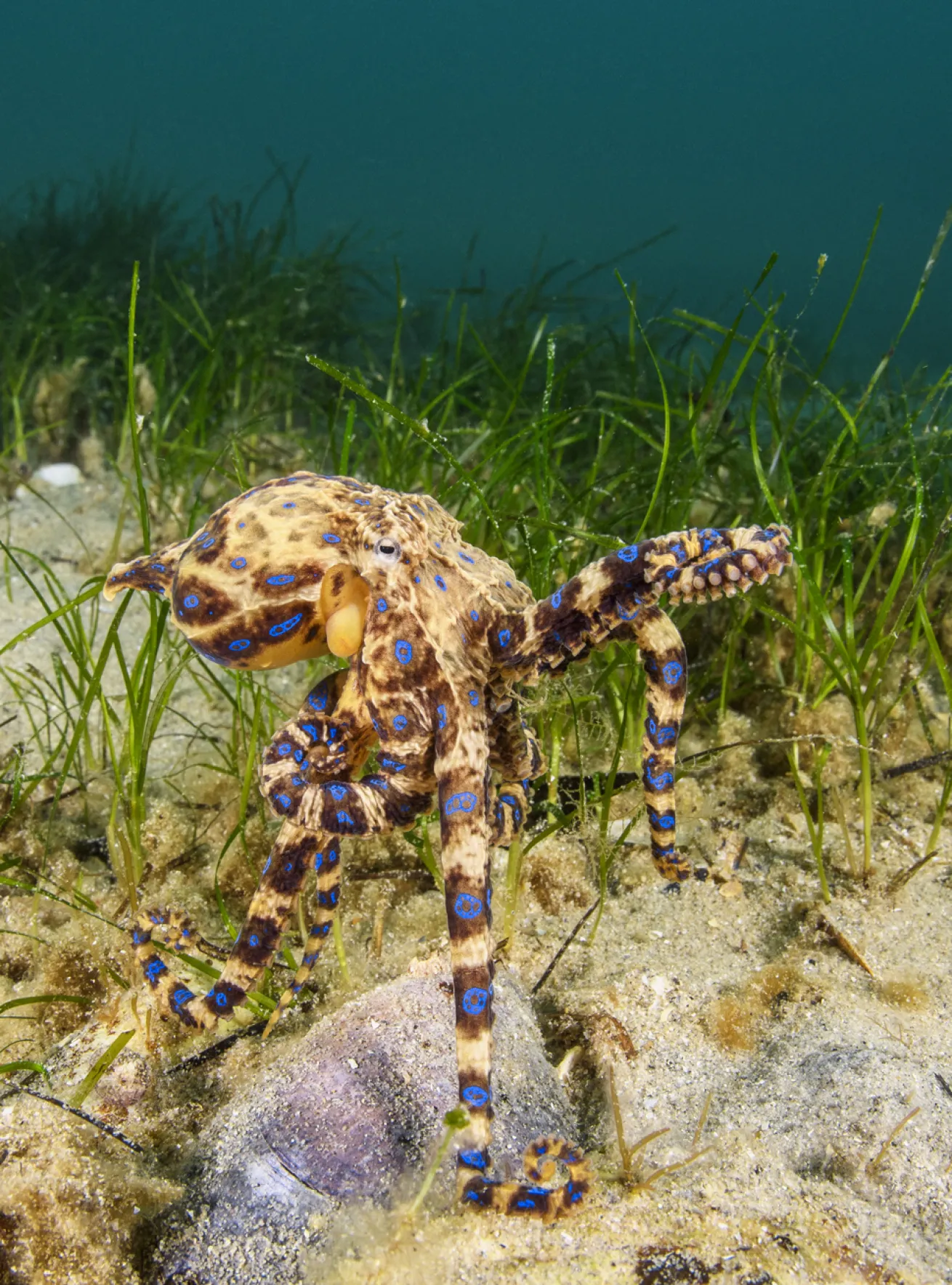 A blue-ringed octopus about the size of a human palm displays its iridescent markings among the seafloor’s rubble.