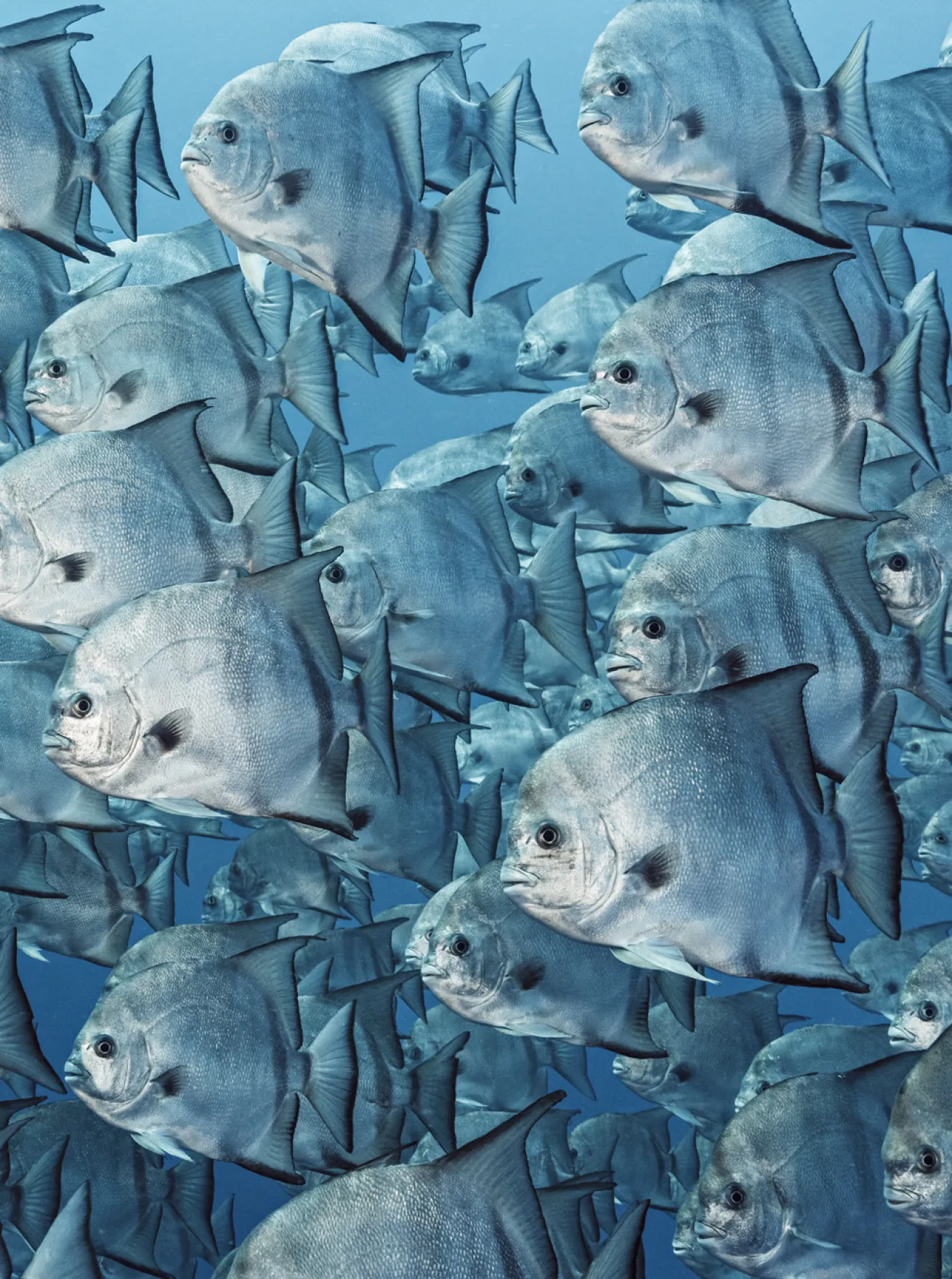 A giant school of Atlantic spadefish.