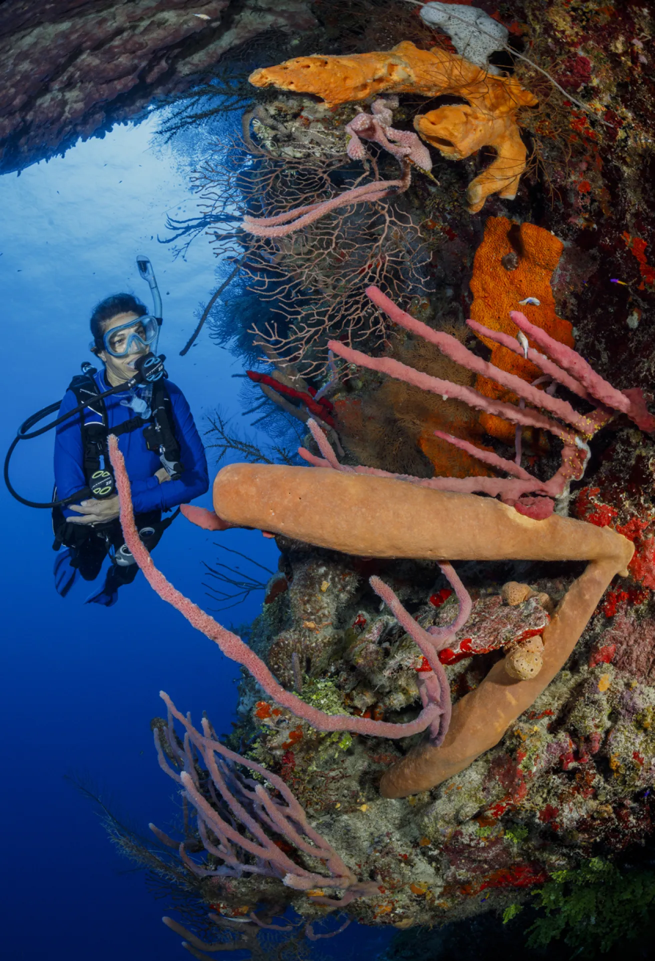 A diver fins along colorful wall covered in invertebrates.