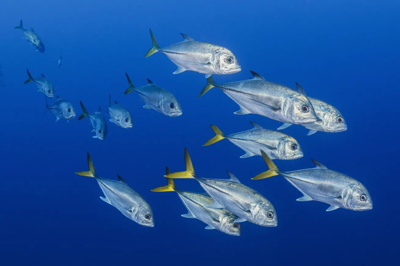 A school of horse-eye jacks