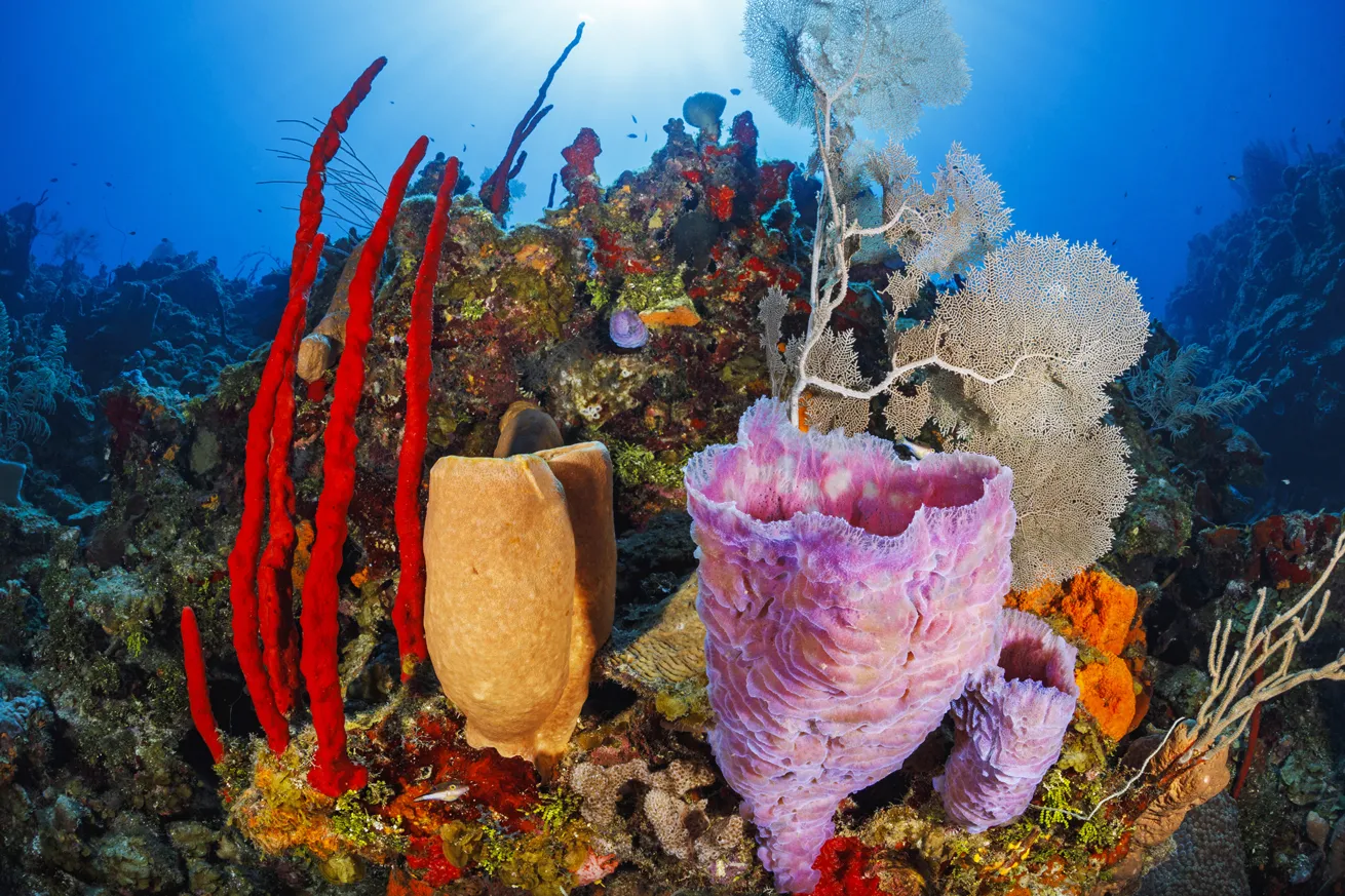 Sponges and sea fans grow along a current-swept wall at about 80 feet
