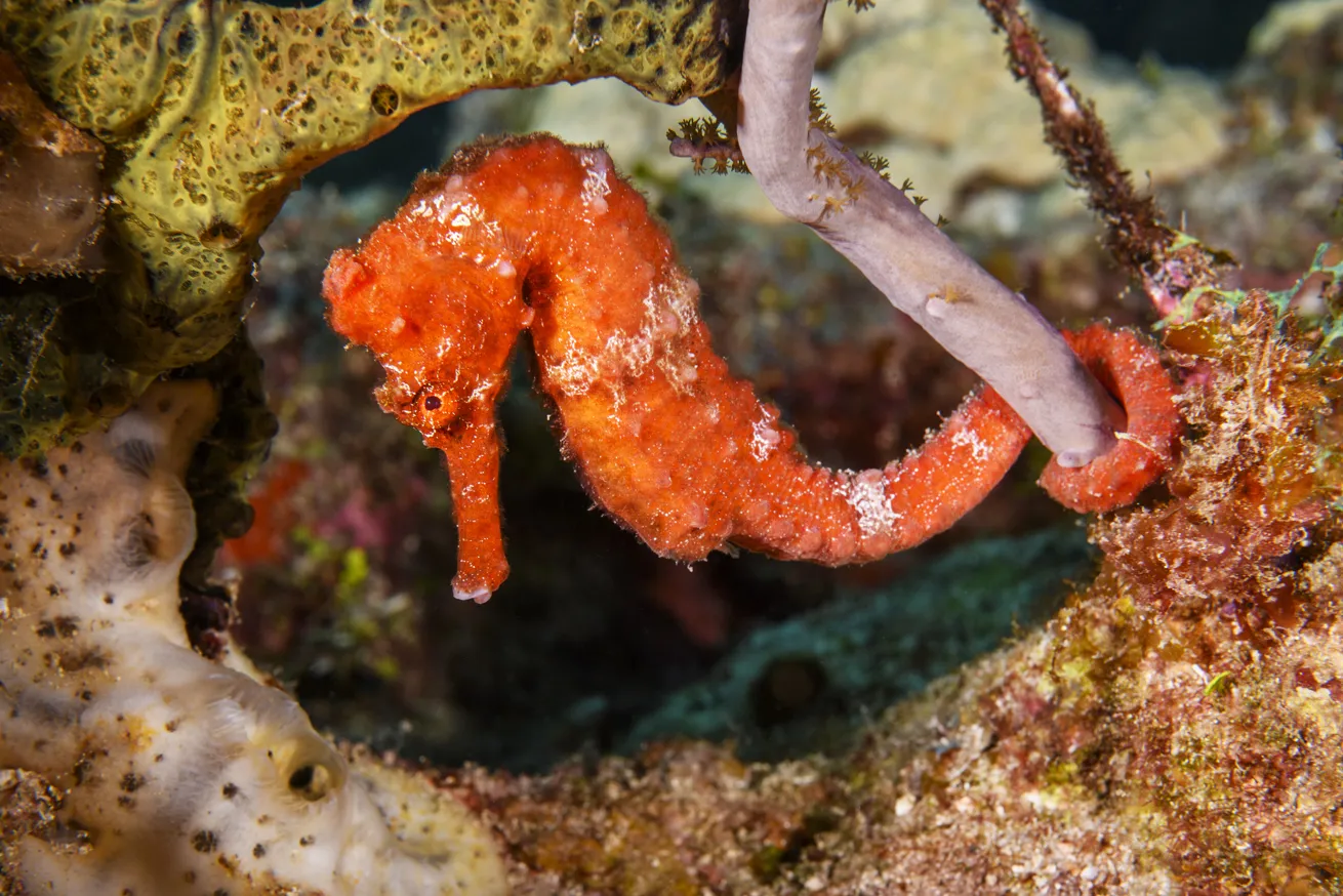 A longsnout seahorse grasps a sea fan