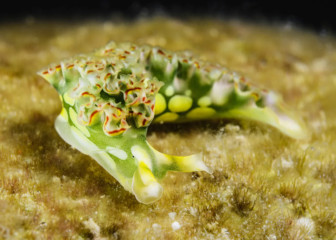 A vibrantly hued lettuce sea slug