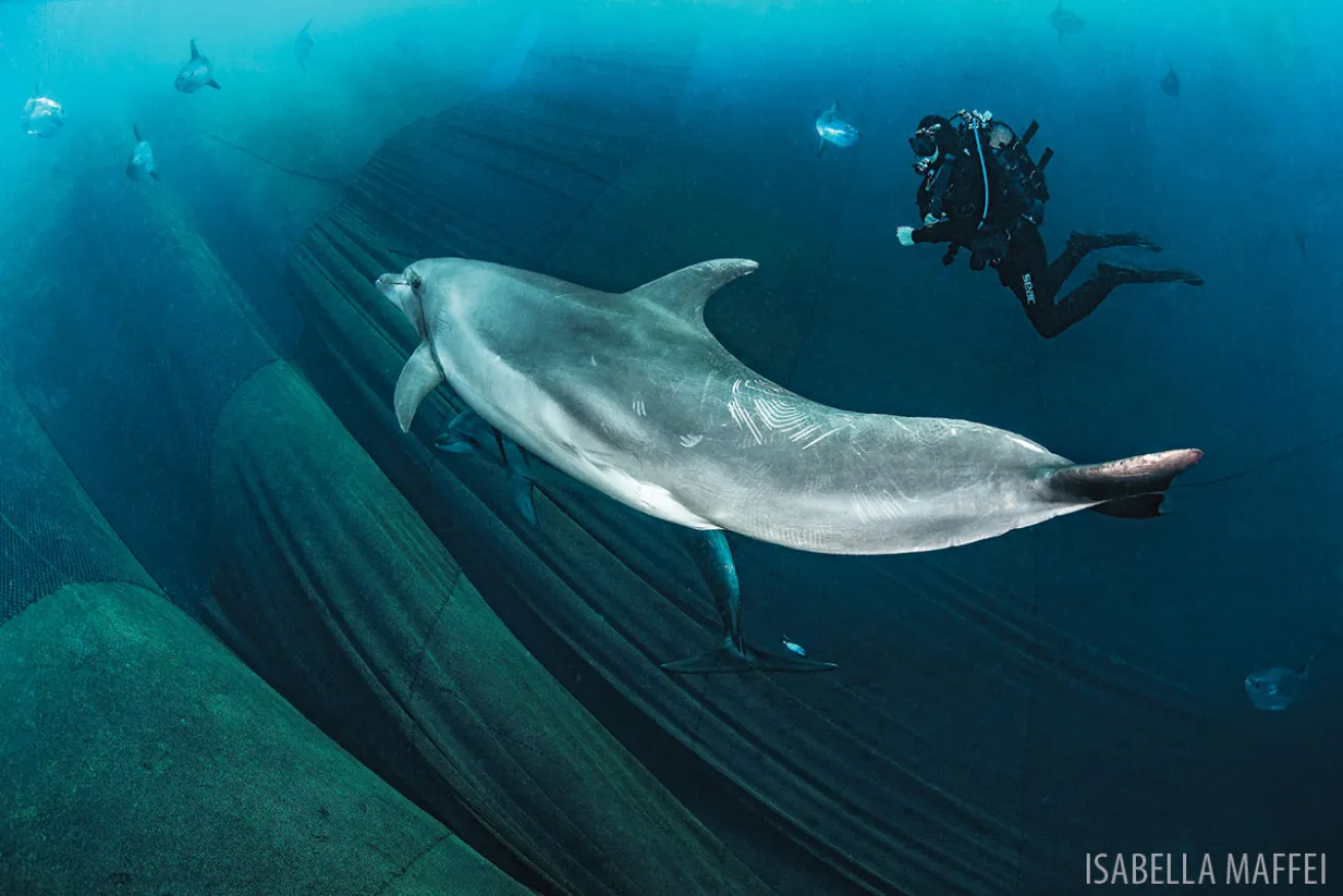 Dolphin Italy