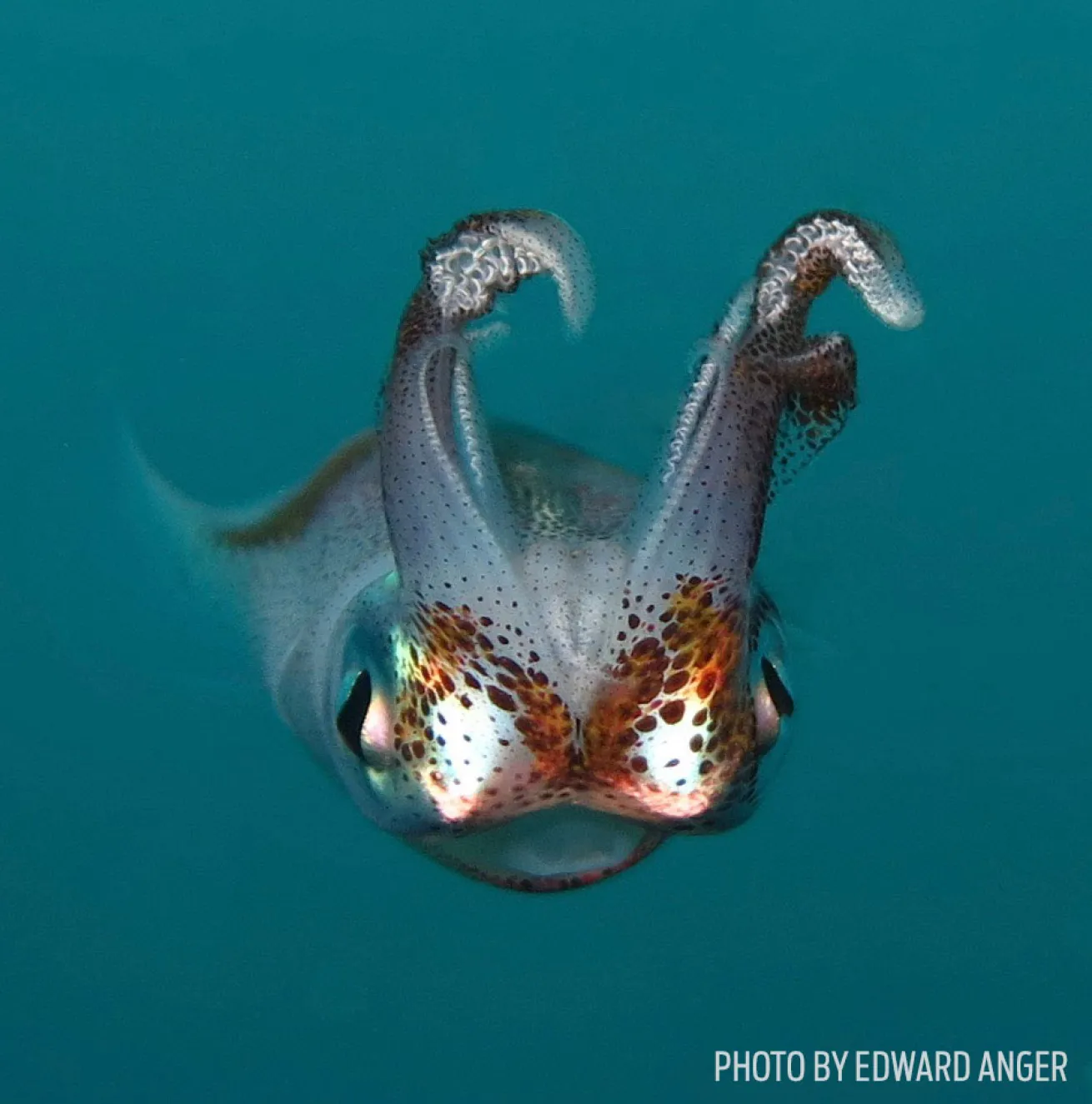 caribbean reef squid photo