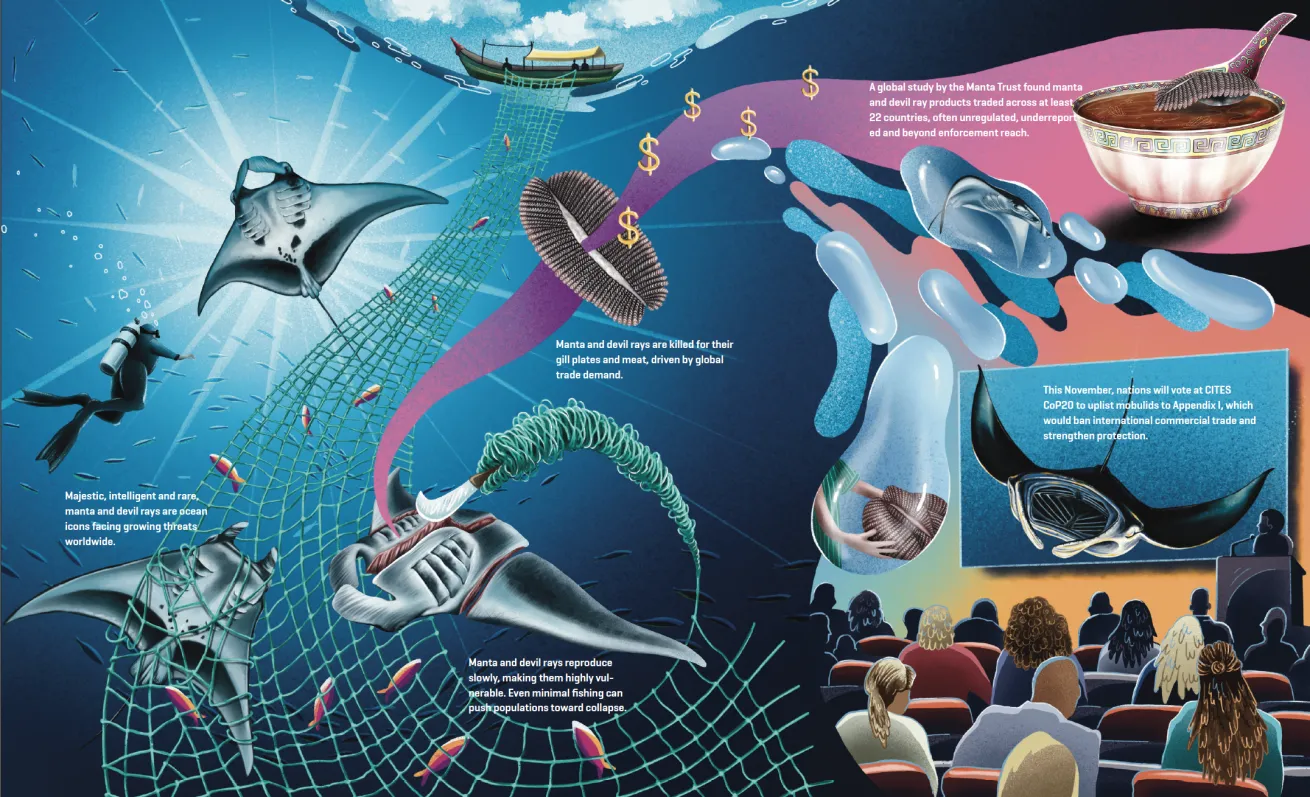 illustration depicting the international trade of mobula manta rays