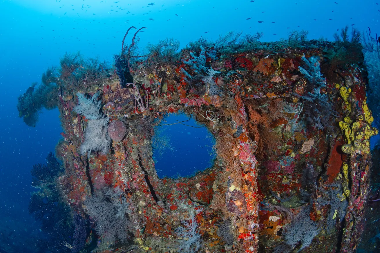Abundant coral growth on the remnants of this 600-foot cruiseliner.