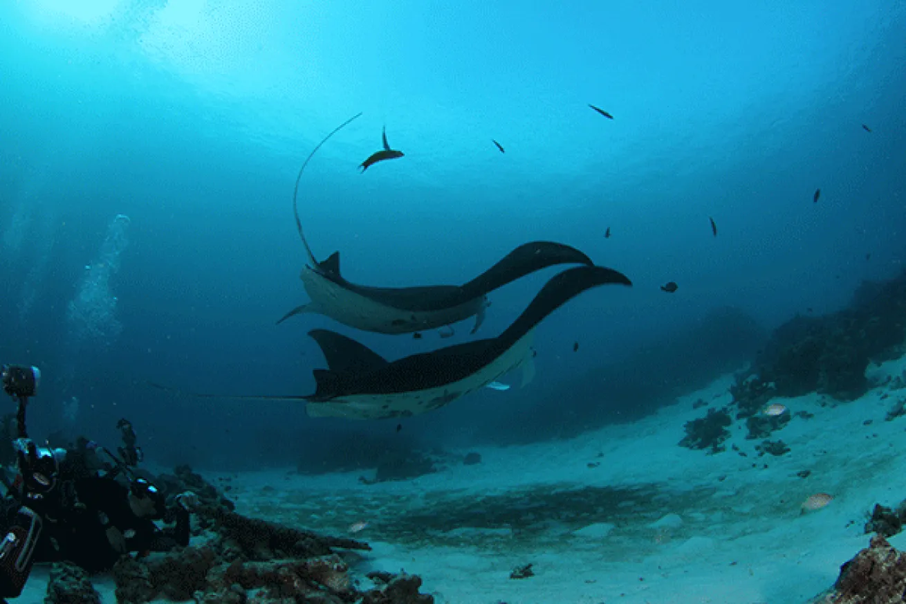 Manta Sandy