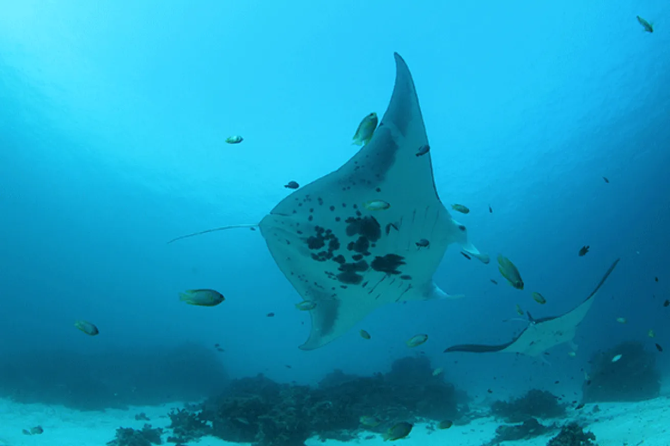 Raja Ampat Manta Encounter