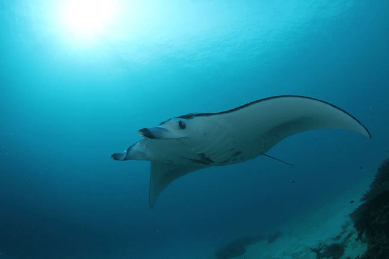 Raja Ampat Manta Encounter