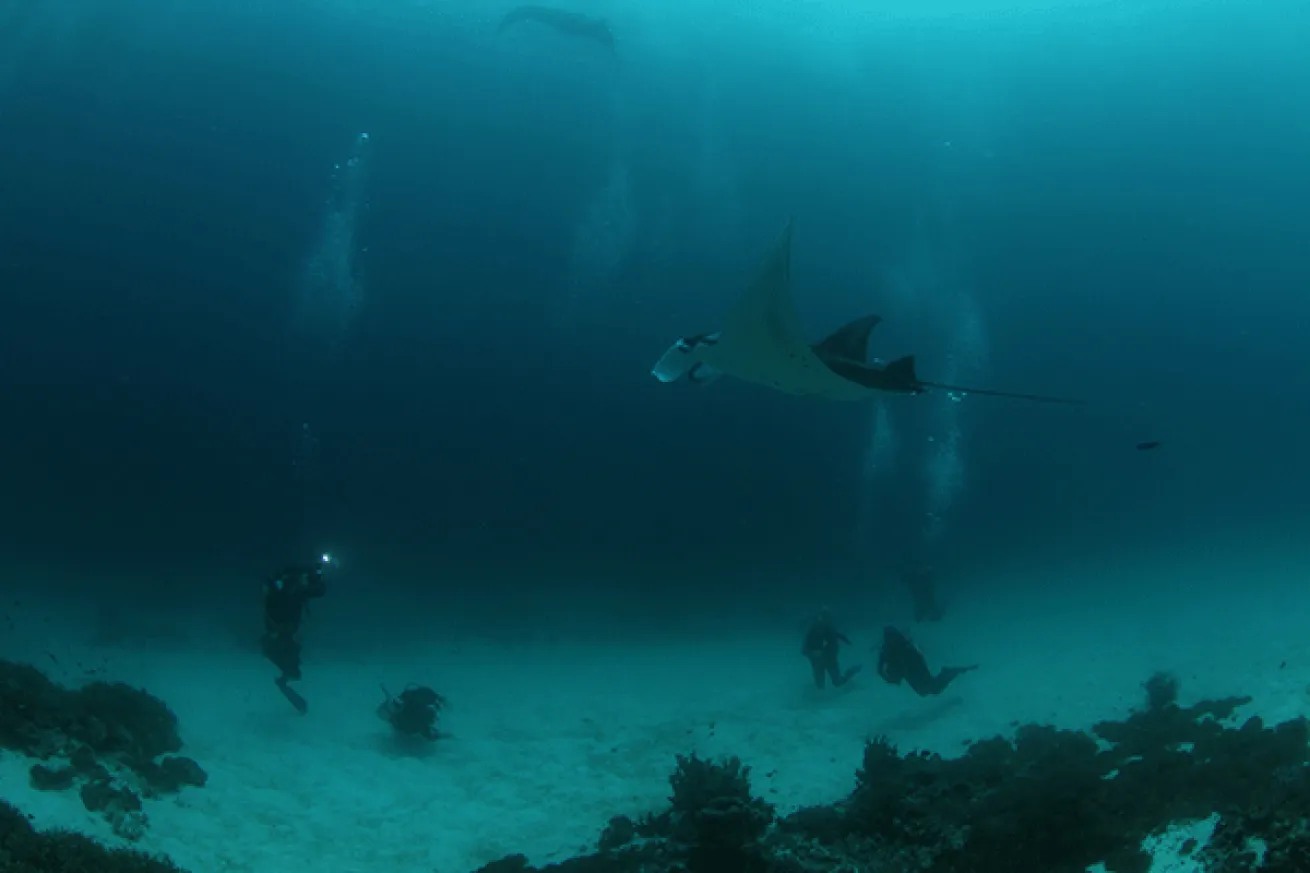 Raja Ampat Manta Encounter