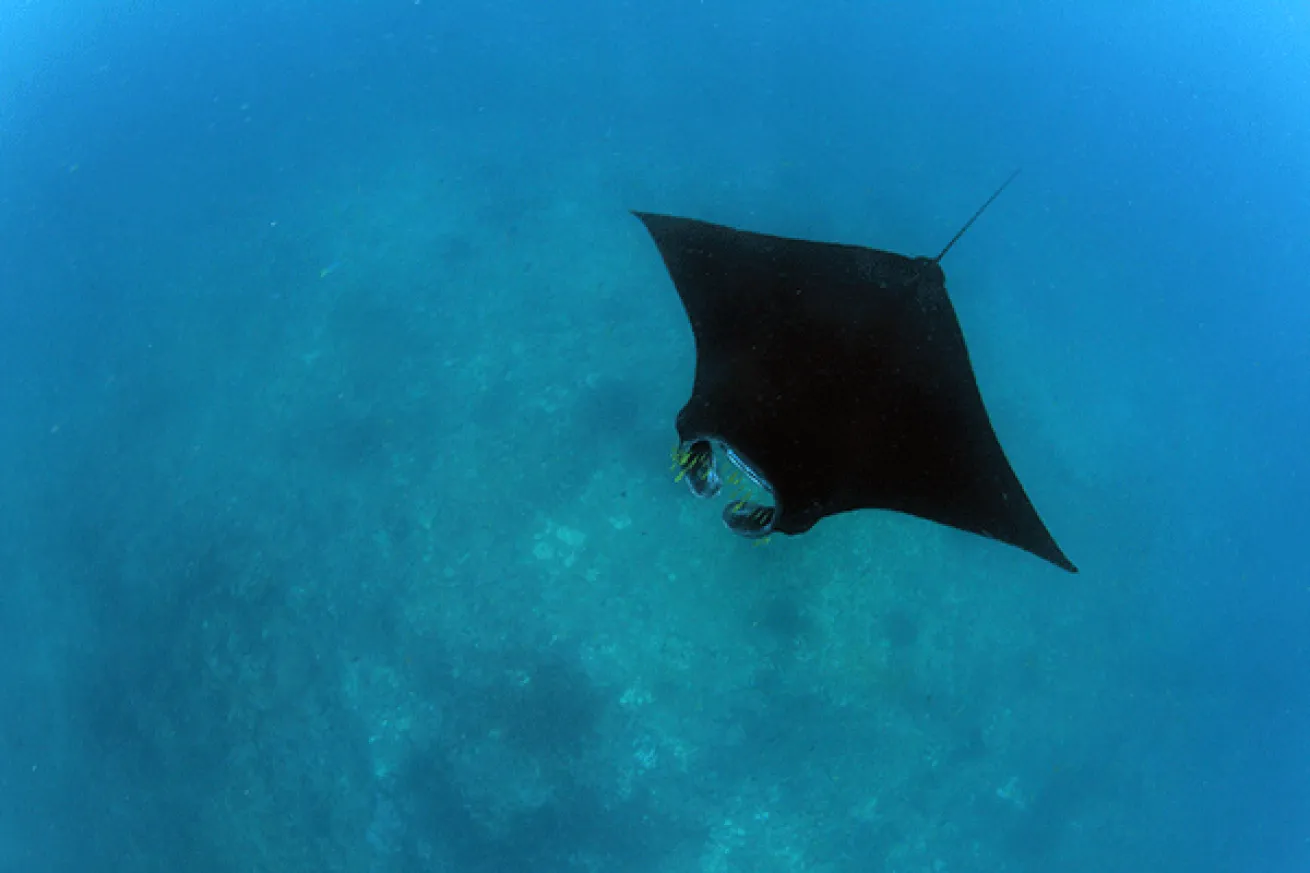Raja Ampat Manta Encounter