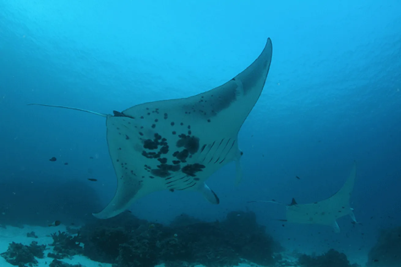 Raja Ampat Manta Encounter