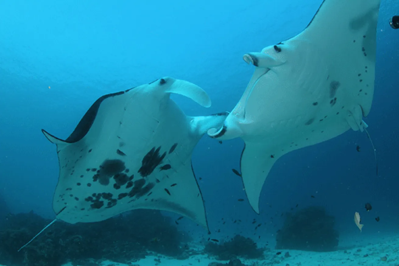 mantas at Manta Sandy