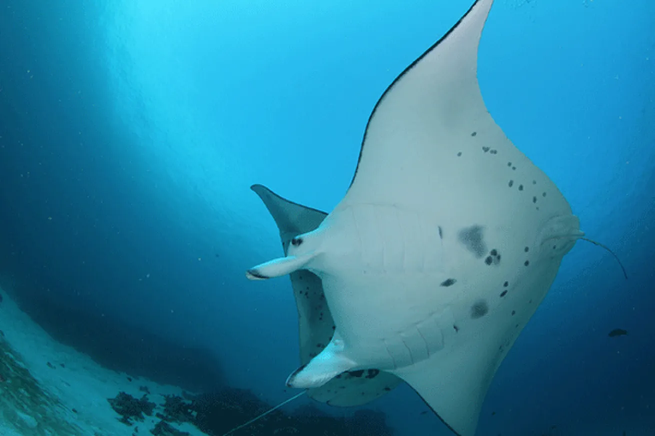 Raja Ampat Manta Encounter