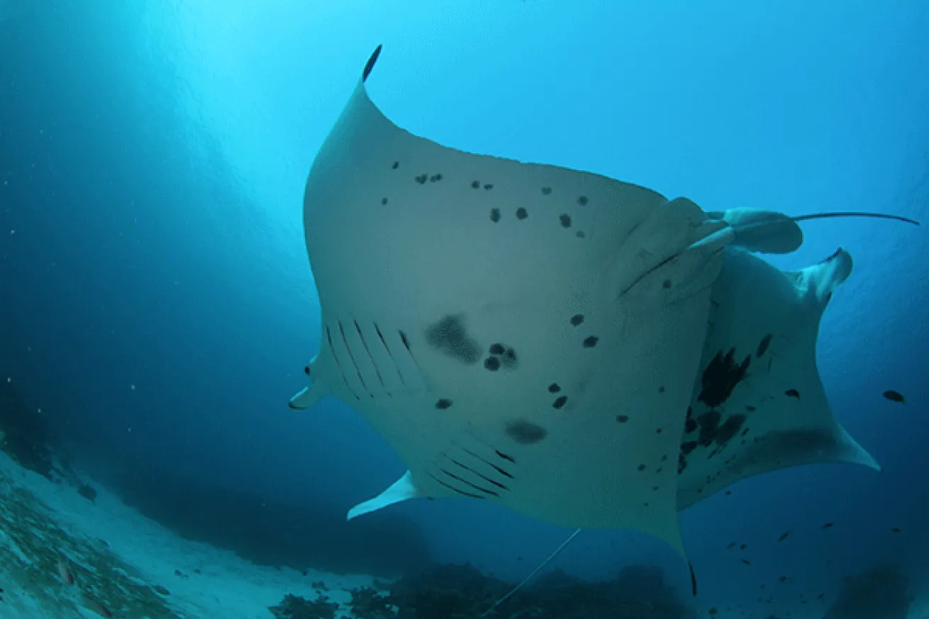 Manta Sandy