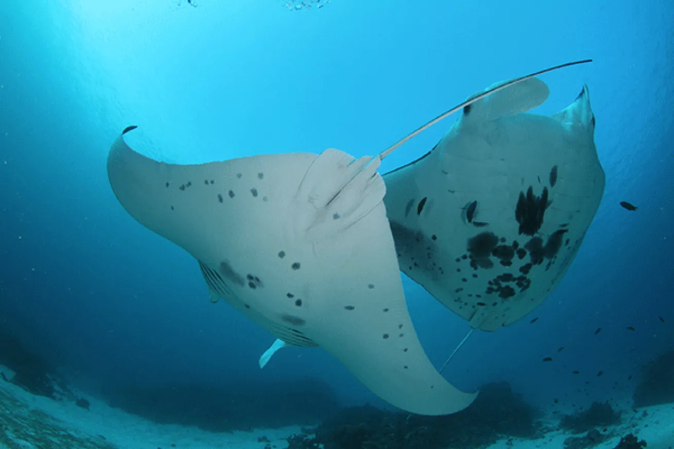 Manta Sandy
