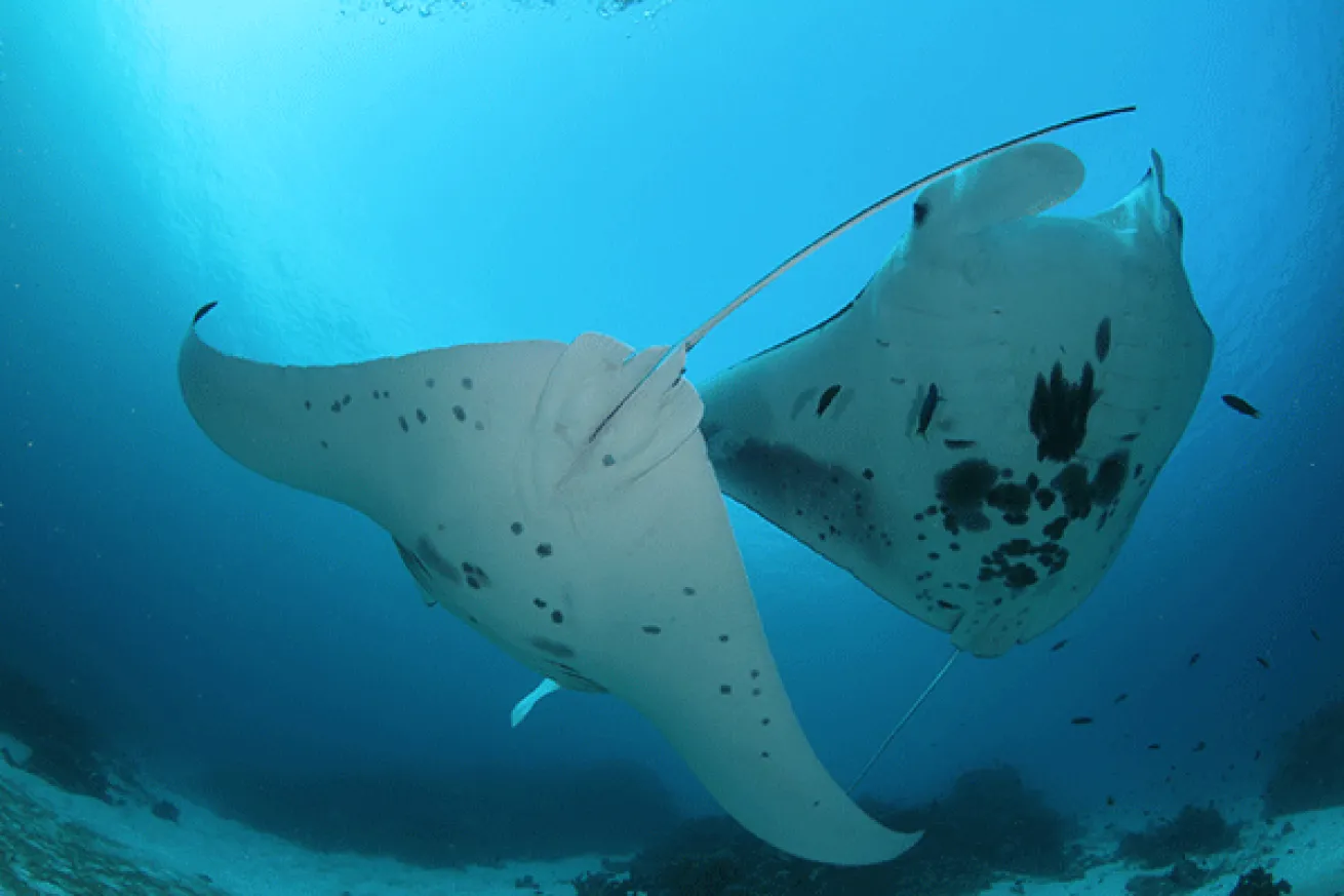 Manta Sandy