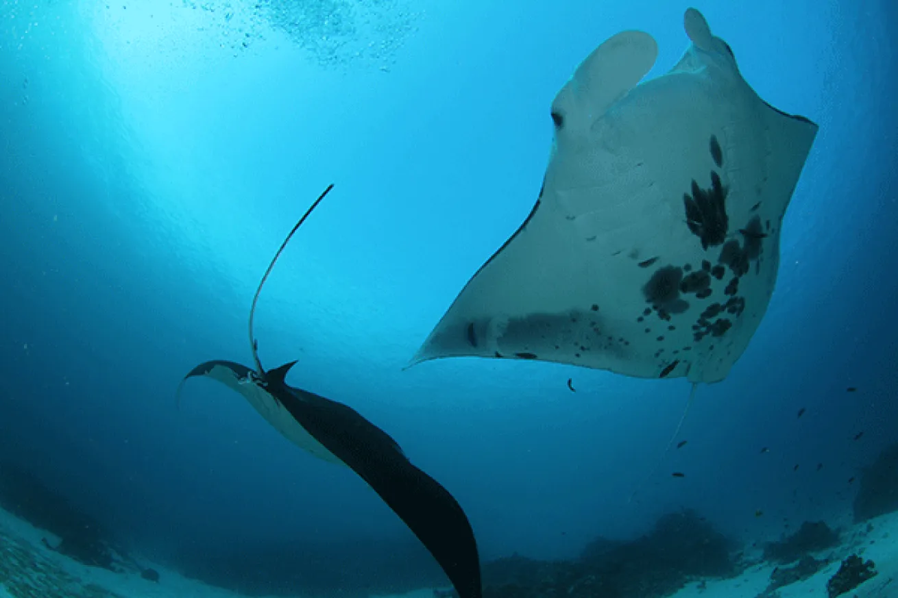 mantas