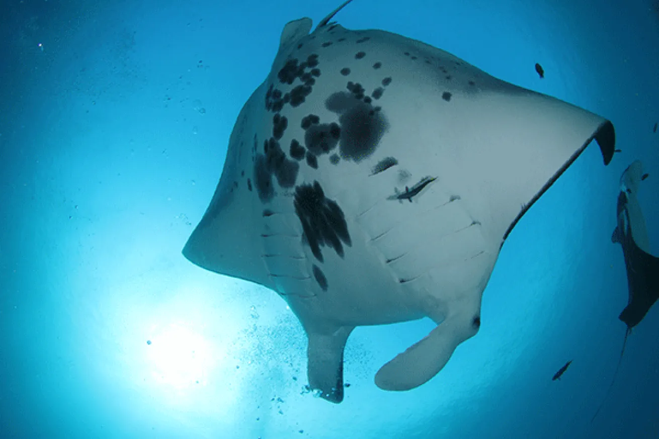 Manta Sandy