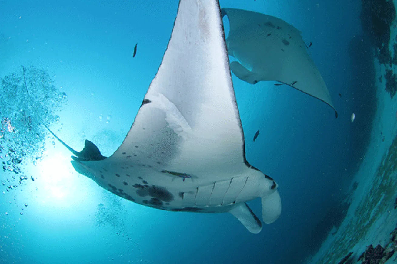 Manta Sandy
