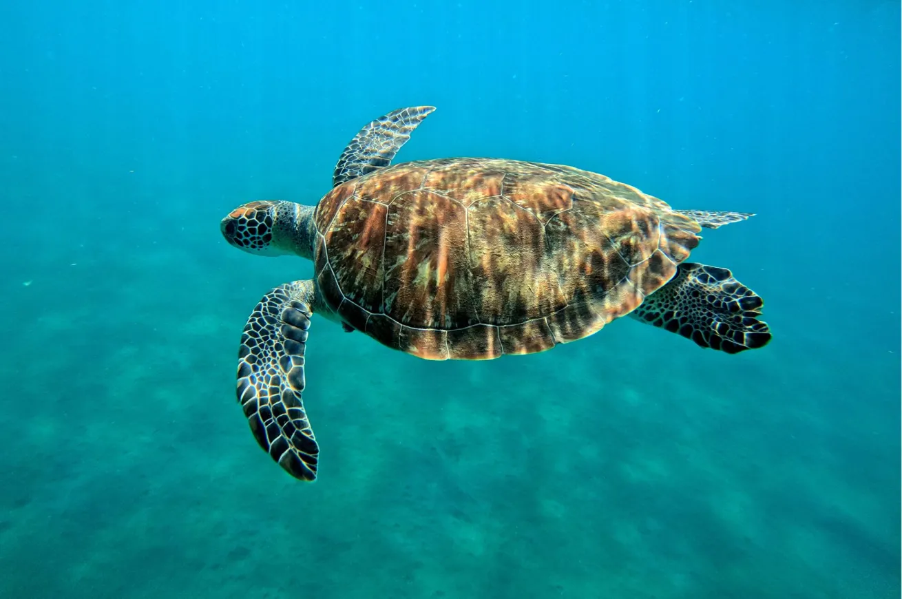 A few species of turtles, including this green sea turtle, can be found in the water surrounding Guadeloupe. 