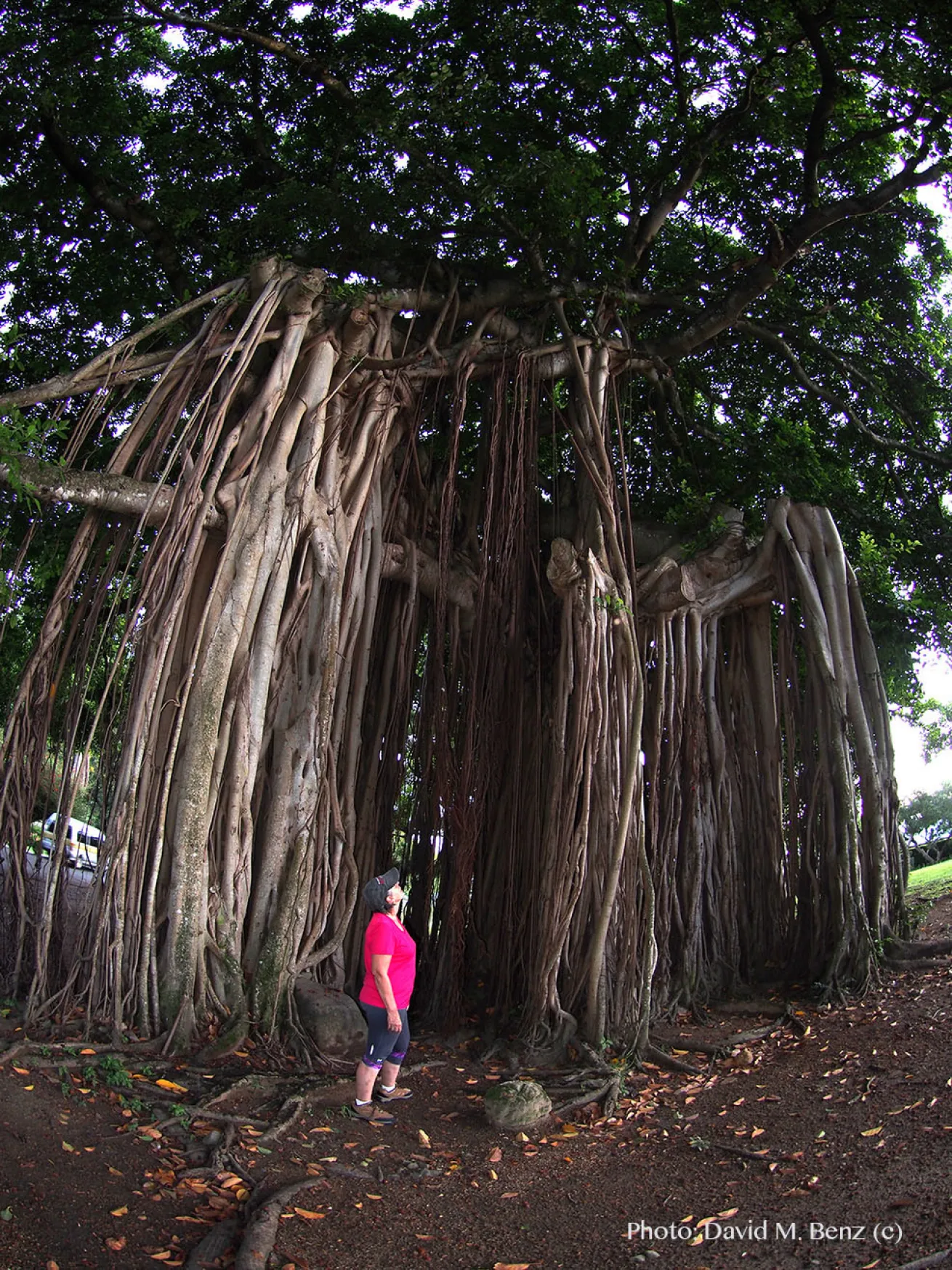Banyan tree