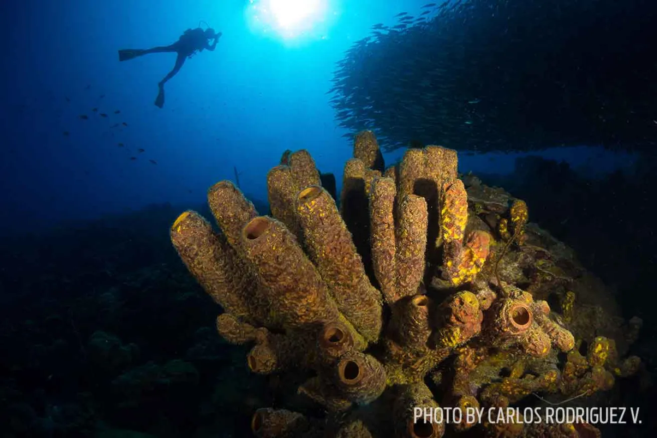 bonaire scuba diving