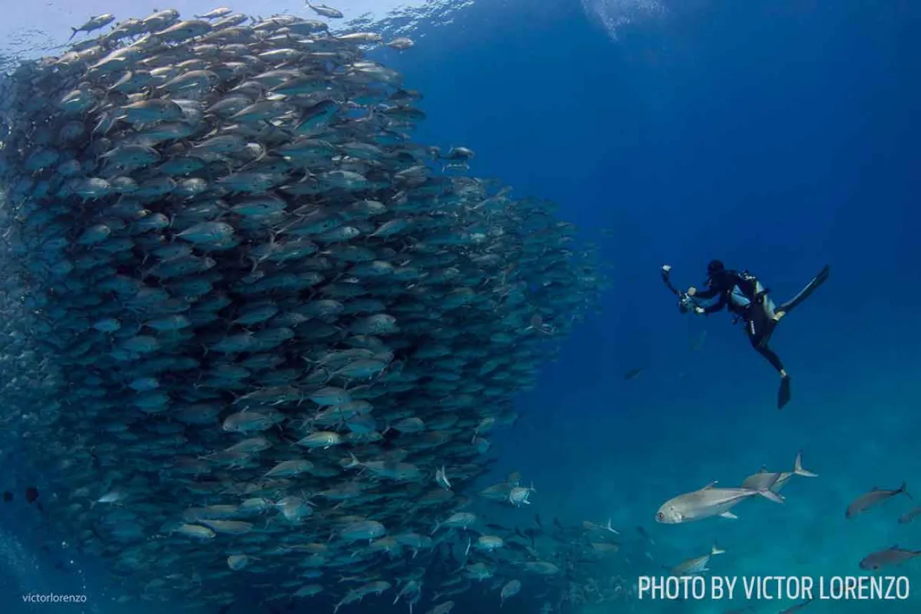 scuba diving cabo pulmo