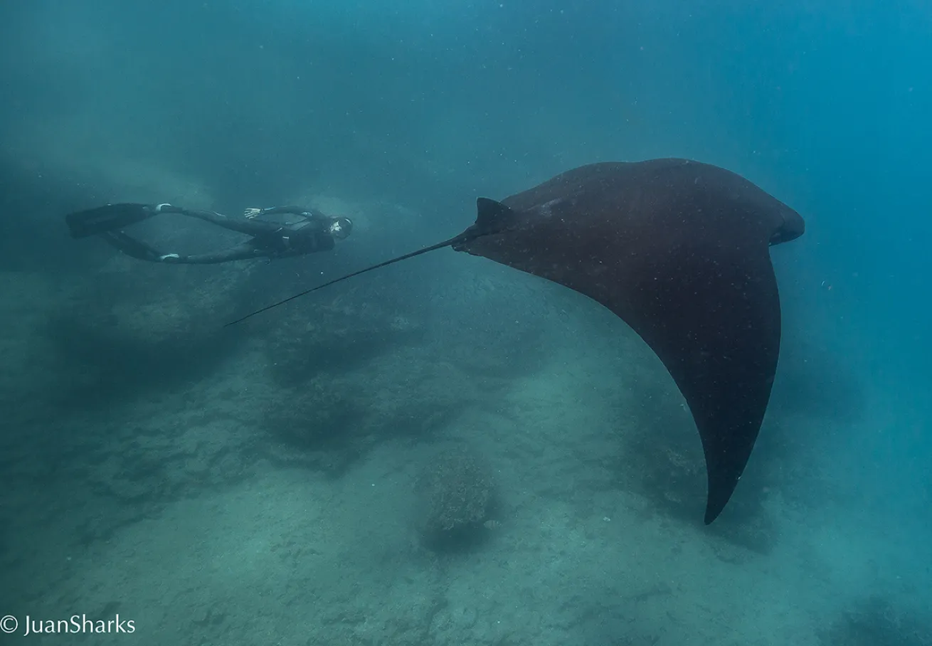 manta ray Galapagos