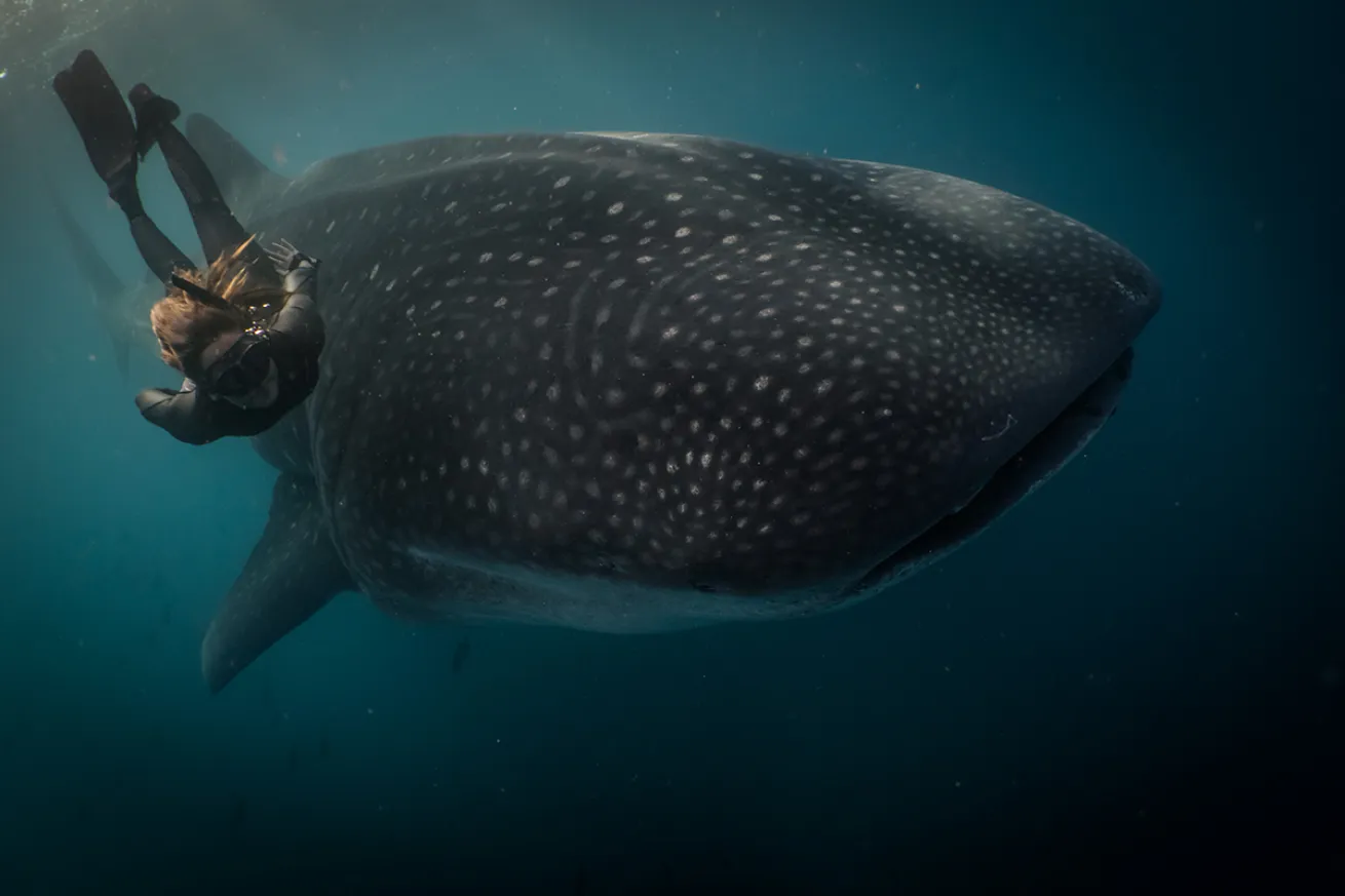 freediving whale sharks galapagos