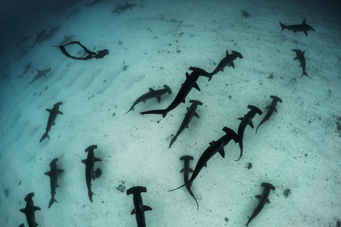 hammerhead sharks galapagos islands
