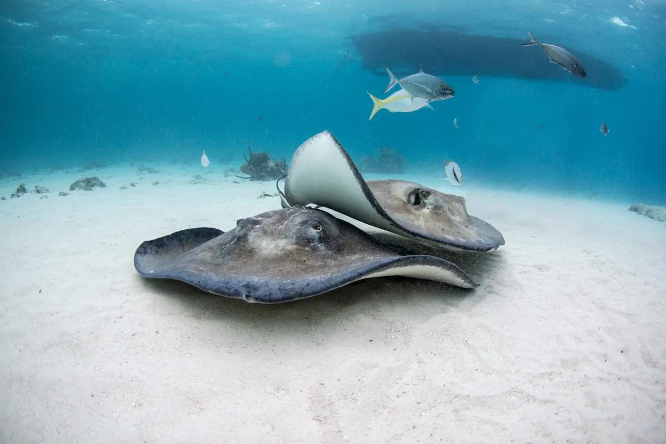 stingray city scuba diving cayman