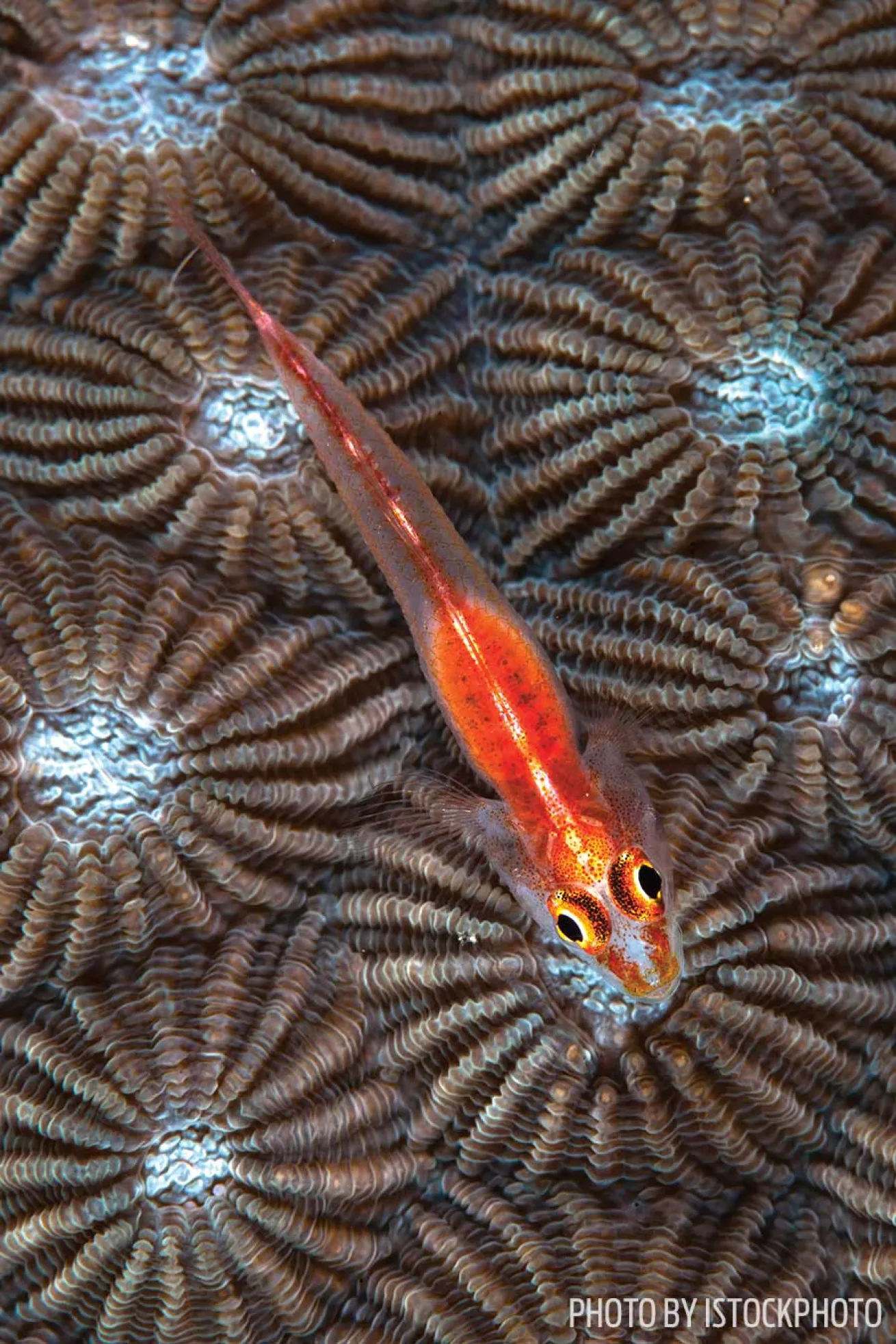 ghost goby indonesia
