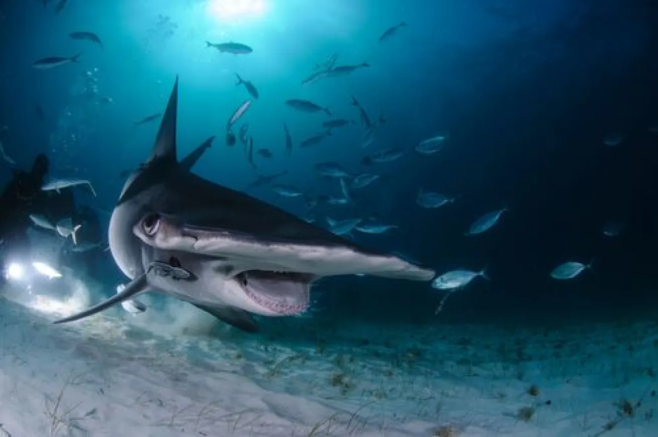 Hammerhead Shark in Bahamas