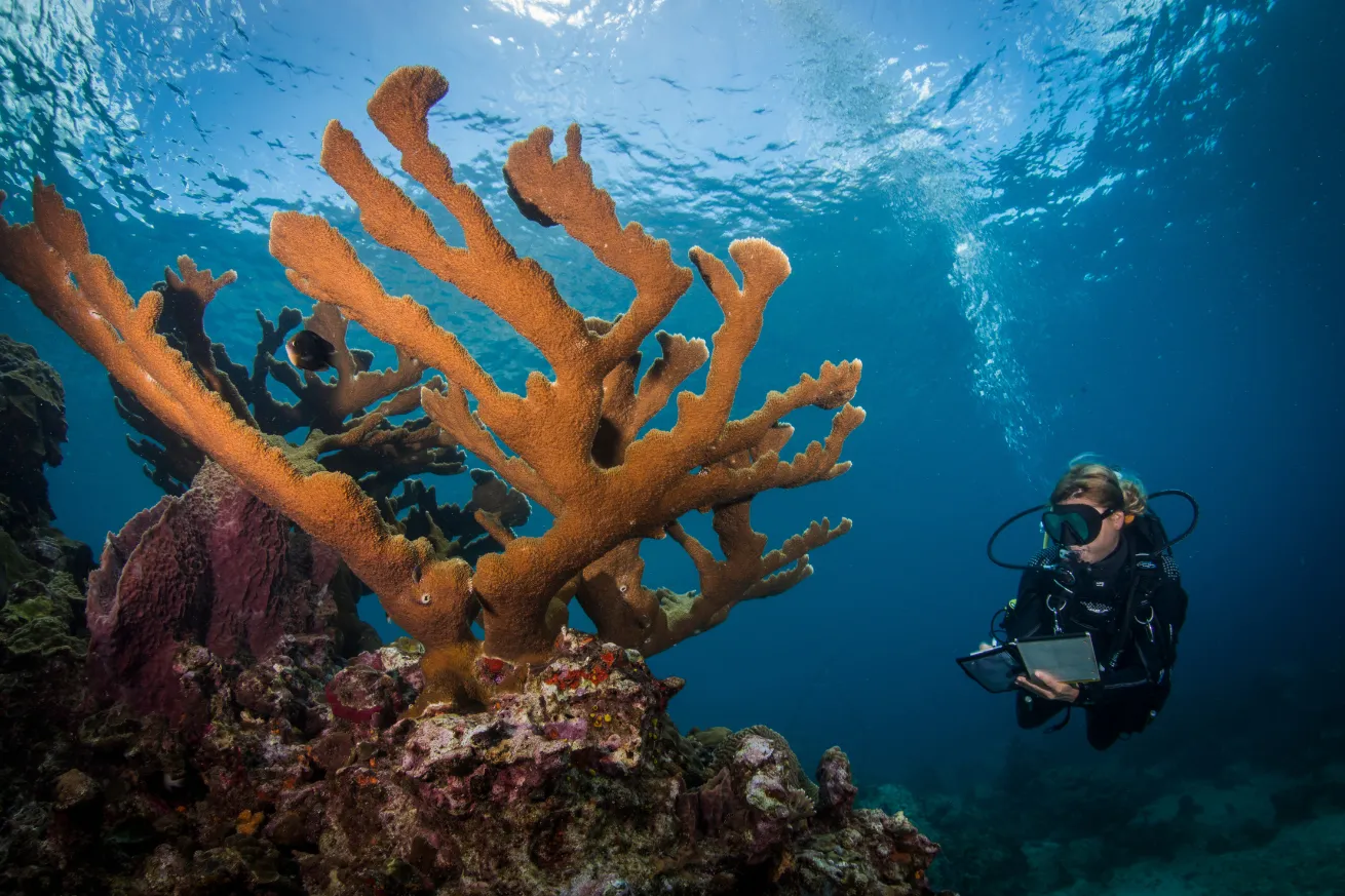 female diver underwater