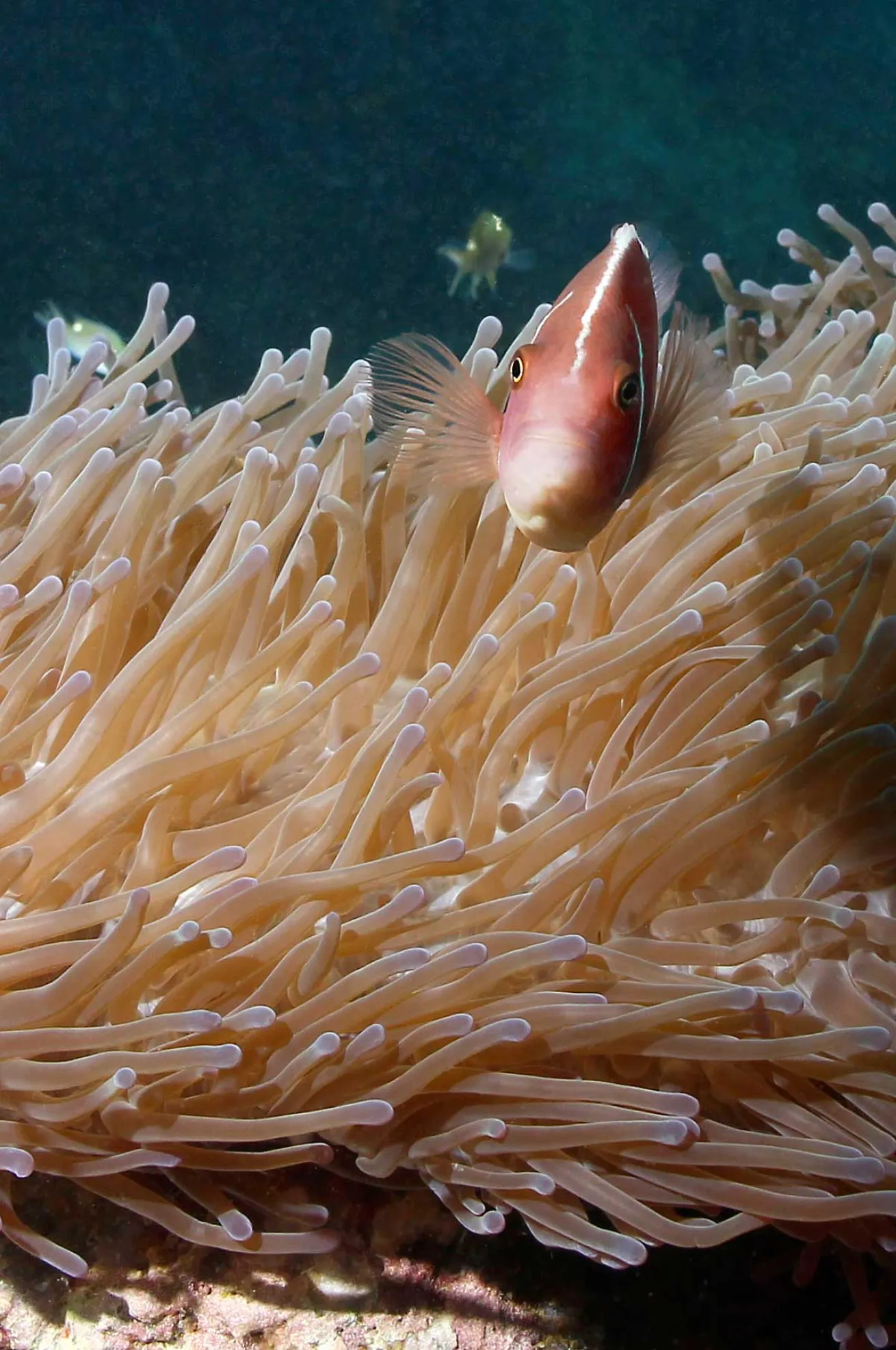 wide angle shot of clownfish in Thailand
