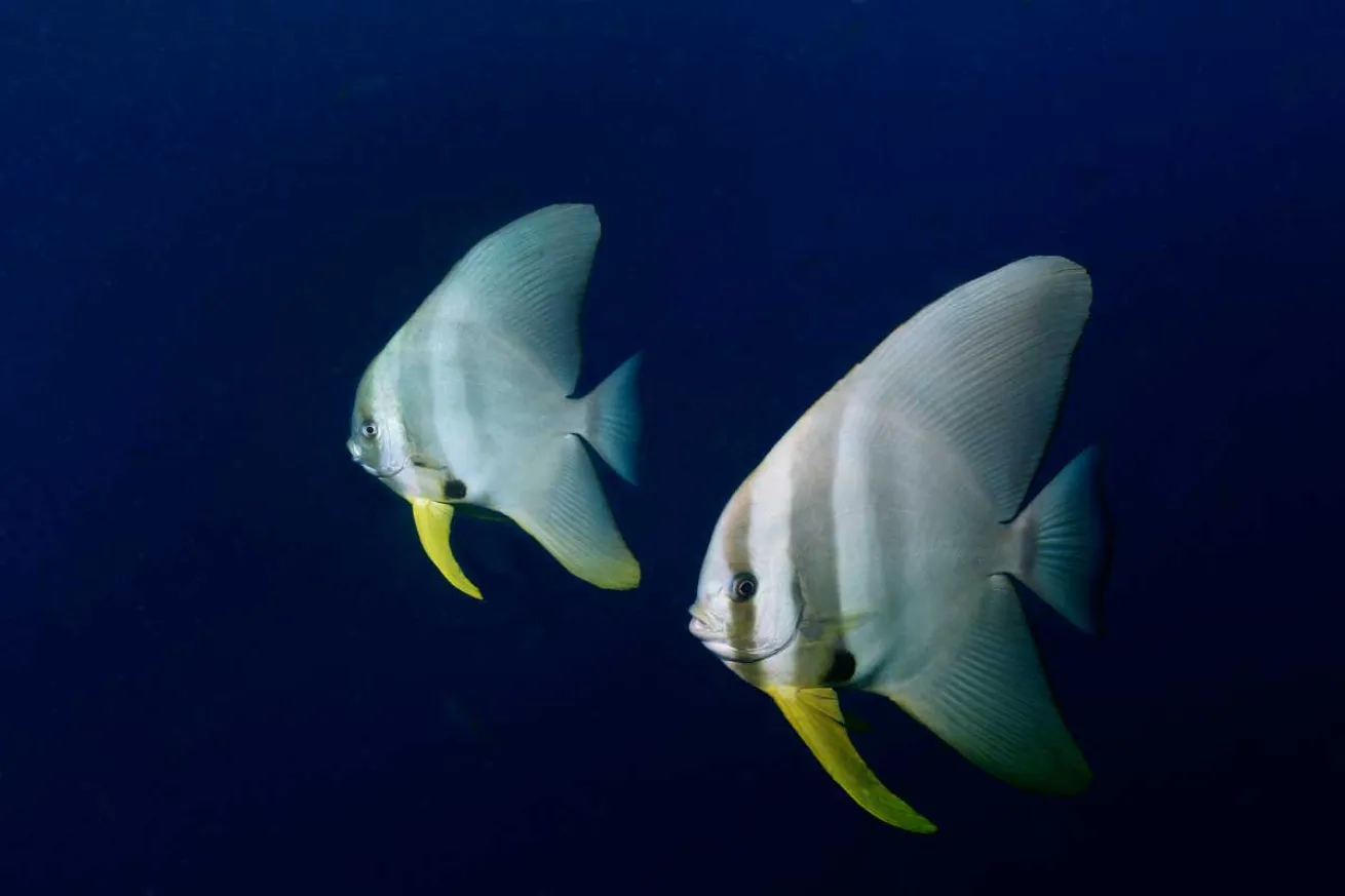 spadefish in Thailand