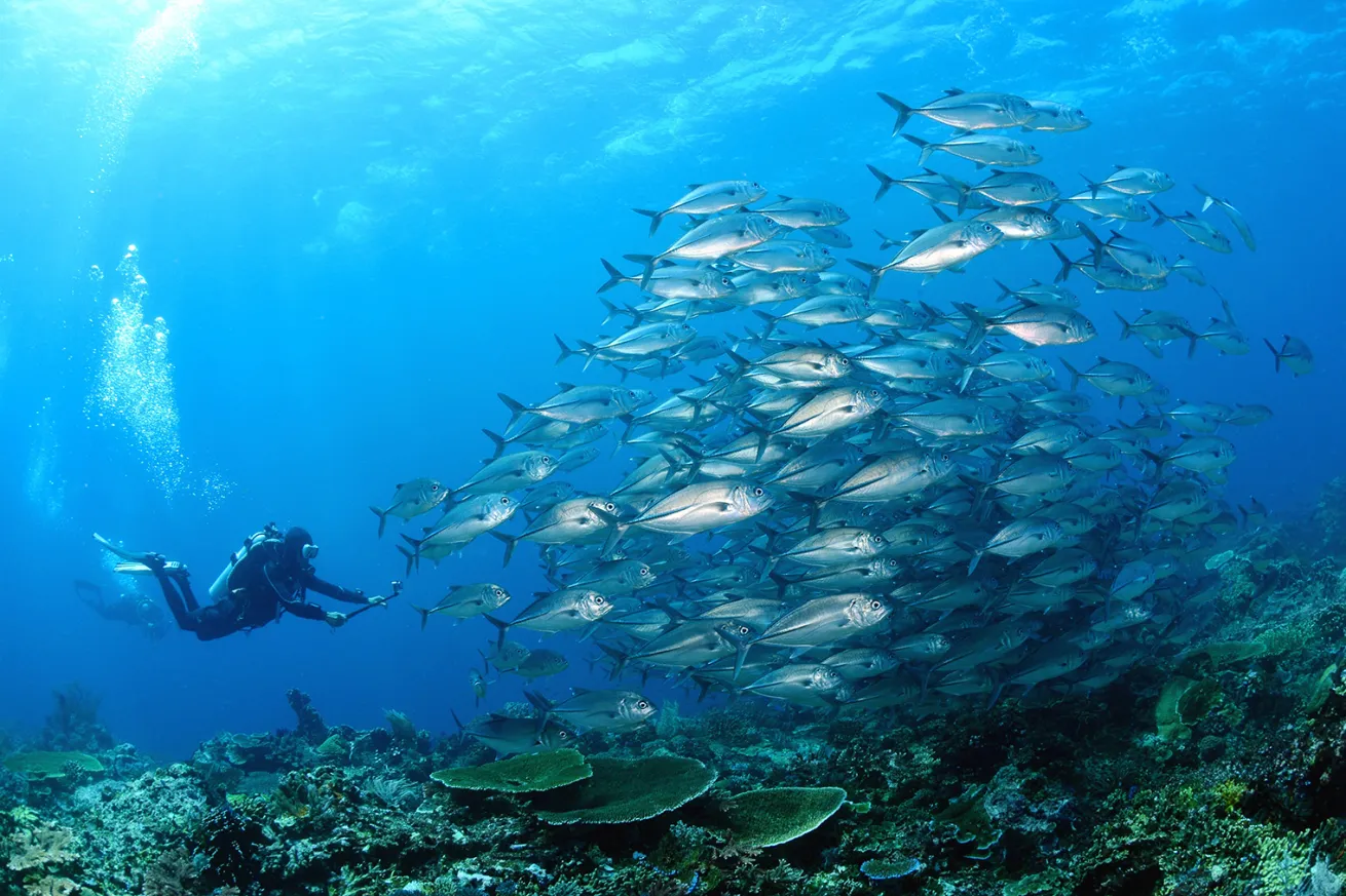 A shoal of jackfish swims along the reef in Komodo, Indonesia.